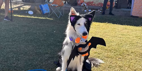 Desert Dawgs Sports' December CPE Agility Trial