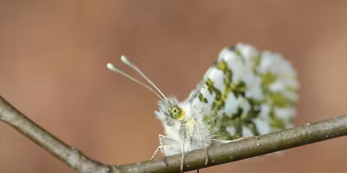 Yorkshire\u2019s Butterflies: Past, Present & Future