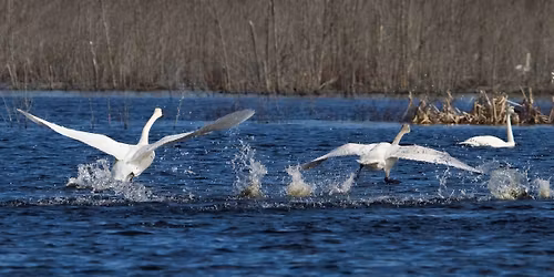 Morning Wintering Waterfowl Tour on Pocosin Lakes National Wildlife Refuge