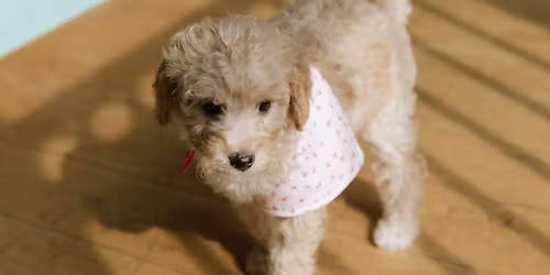 Pop-Up Puppy Yoga Toy Poodles and Doodles from Bella's House of Doodles 