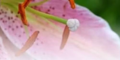 Annual Mass for Deceased members