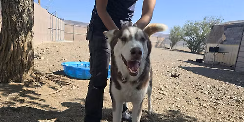 November Low Cost Microchip Clinic