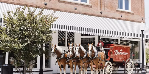 Budweiser Clydesdale Meet and Greet at High Horse 1898