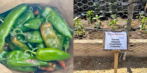 Fort Selden Foodways Garden Harvest and Salsa Demo