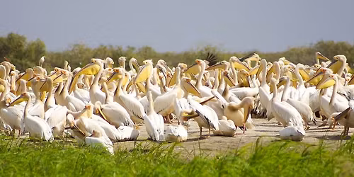 Passport To Culture: Top Hogs