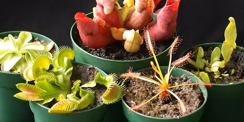 Carnivourous Bog Workshop