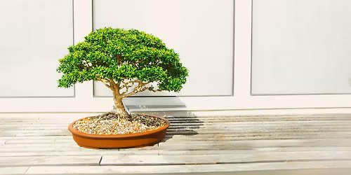 Bonsai Club
