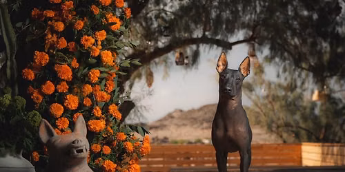 San Diego Xolo overdue meet up