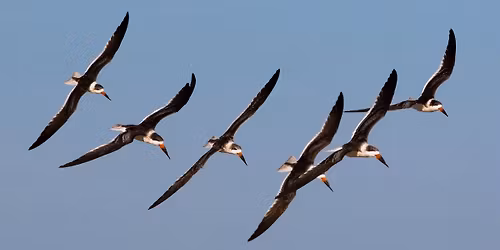 Sunset Seabird Safari