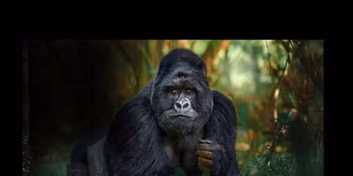 Group Gorilla Trekking 