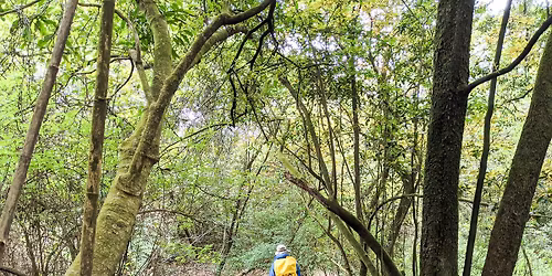 \u5c0f\u767e\u5cb3\u4e03\u661f\u5c71 \u6771\u9032\u897f\u51fa\u65b0\u624b+