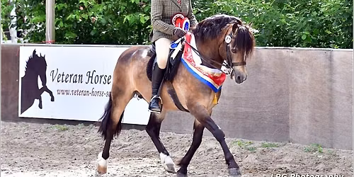 VHS South East Direct Qualifier, SSA & Concours Show