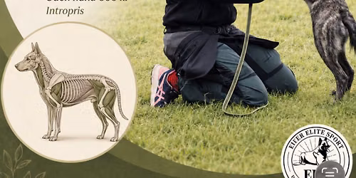 SomaticDog Introcamp - kropsbevidsthed, proprioception og tr\u00e6ning - med Clara