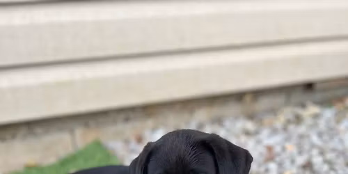 Ultimate Puppy Drop in Class