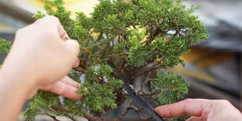 Ashton Ferns Bonsai Class at Ponfeigh Distillery