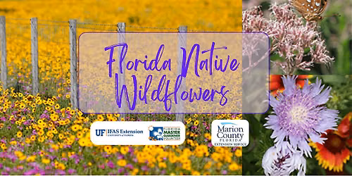 Florida Wildflowers in your Backyard