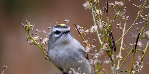 Second Saturday Bird Walk