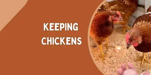 Keeping Chickens