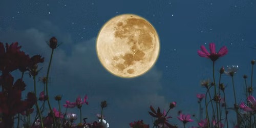 A Summer's Night Reverie
