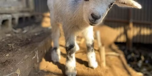 Women Who Explore: Missouri - Baby Goat Yoga and Dinner at Finley Farms