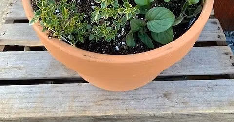 Create a Container Herb Garden