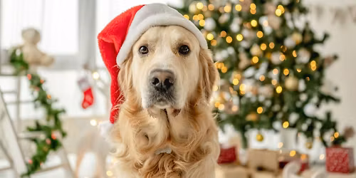 The Lucky Puppy Rescue Pictures with Santa