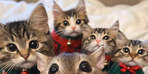 Weihnachten im Tierheim