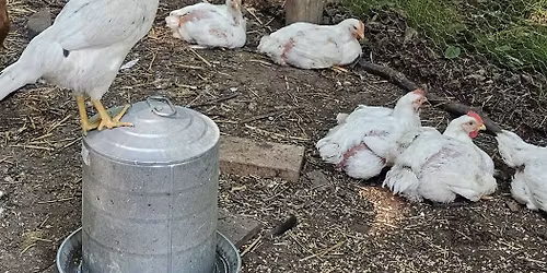 From Chick to Table: Raising Chickens for Meat