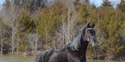 West KY Flat Shod Horse Sale\u2019s Annual Spring Horse Sale