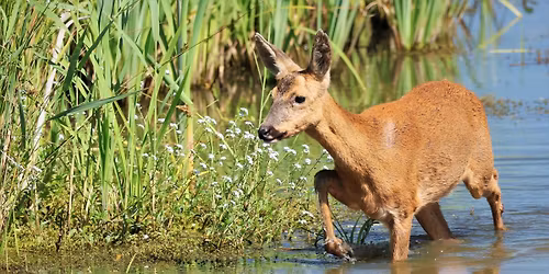 Evening Wildlife Walk at Titchfield Haven