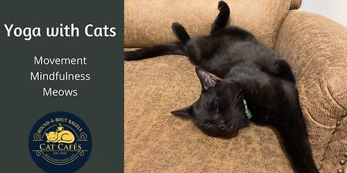 Yoga with Cats