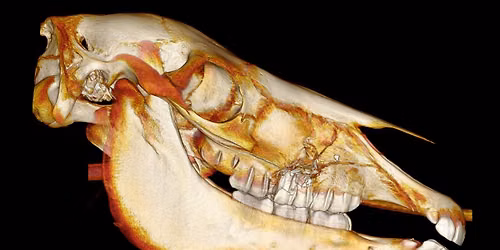 A bump on the head: Recognising and managing skull fractures in horses 