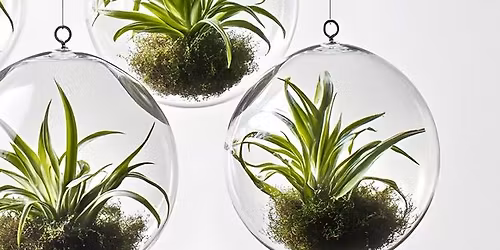 Tiny Terrariums
