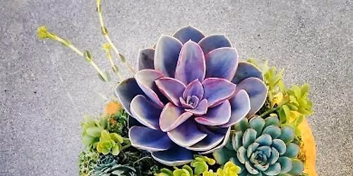 Succulent Pumpkins At The Farm