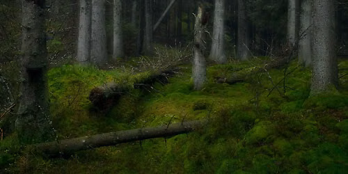 En kv\u00e4ll om skogen