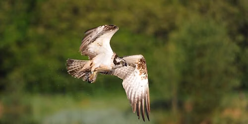 Osprey & Heathland Bird Guided Walk at RSPB Arne