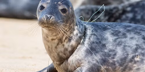 Marine Mammal Rescue