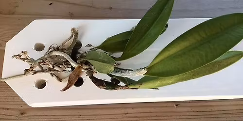 Orchid mounting workshop 