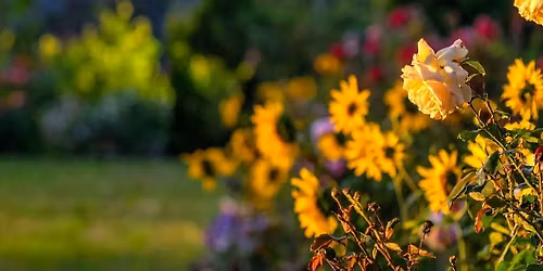 Spring After Sunset-An Evening of the Arden Lifestyle\ud83c\udf37\u2728