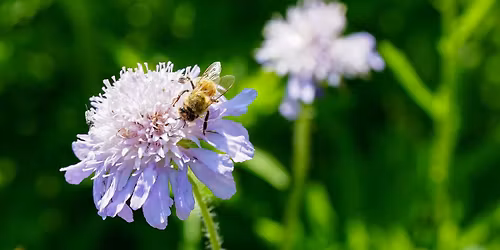 AKTION - Auf den Spuren von Honig- und Wildbiene