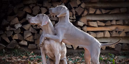 Workshop: Tricktraining & Fotoshooting mit Hund 
