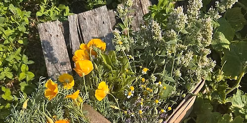 Herbal Harvest: Harvesting and Drying Herbs