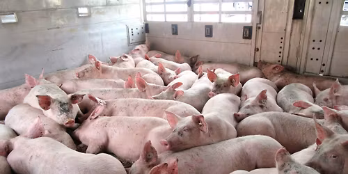 Mahnwache f\u00fcr Schweizer Schlachttiere