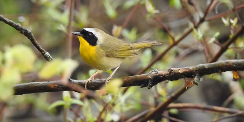 WINGS - Bird Song Hike