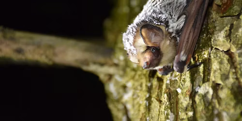 Guided Walk: Fantastic Bats