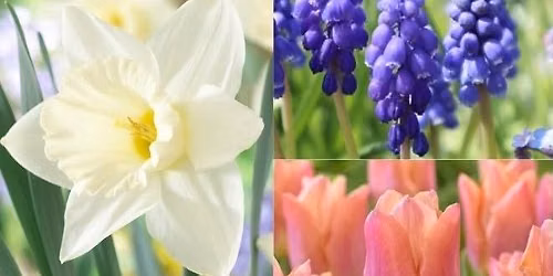 From Bulb to Bloom: Container Planting Workshop