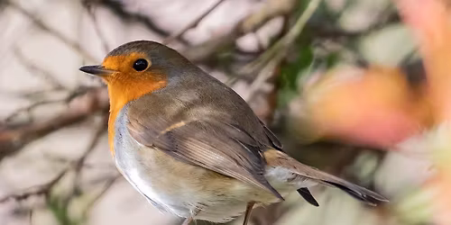 "Robin" Watercolour workshop  - Walton on the Naze, Thu 10am-1pm