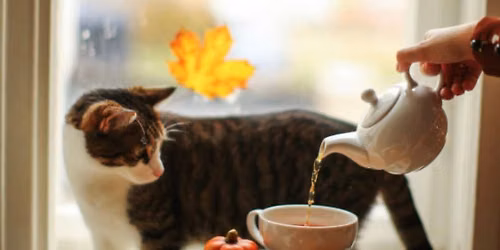 Autumn Pawsome Afternoon Tea