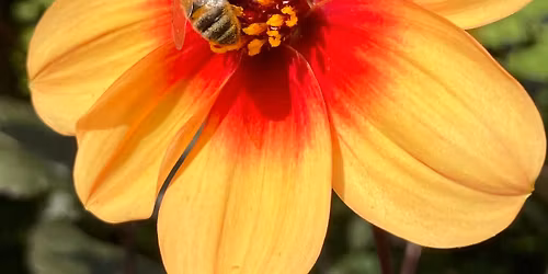 World Bee Day 16th May 2026