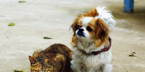 Do All Dogs Go to Heaven? Part 2